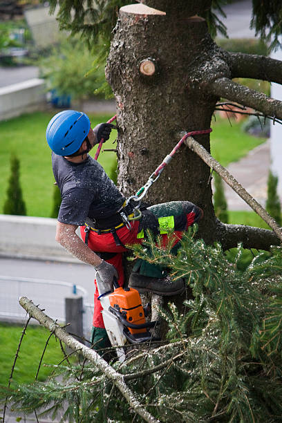 Best Utility Line Clearance  in Forest Park, OH