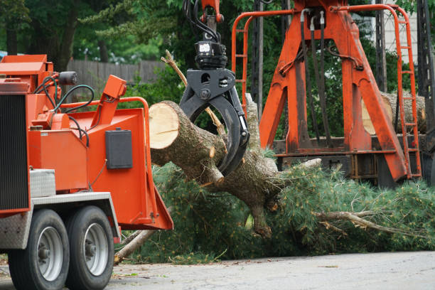 Best Tree Disease Treatment  in Forest Park, OH