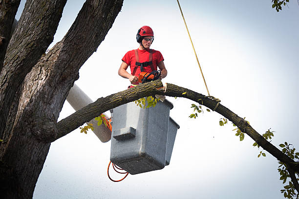 Reliable Forest Park, OH Tree Care  Solutions