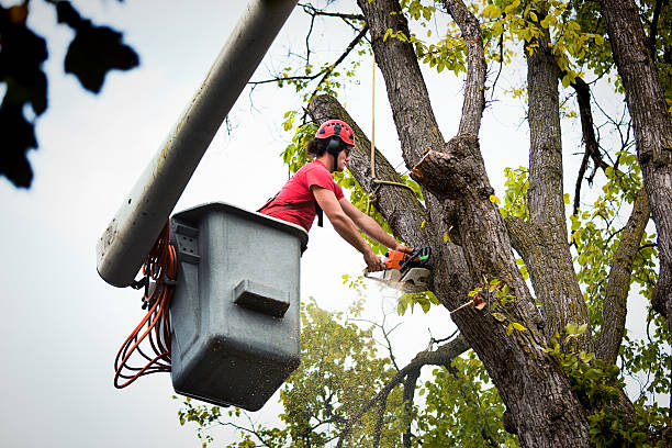 Best Seasonal Cleanup (Spring/Fall)  in Forest Park, OH