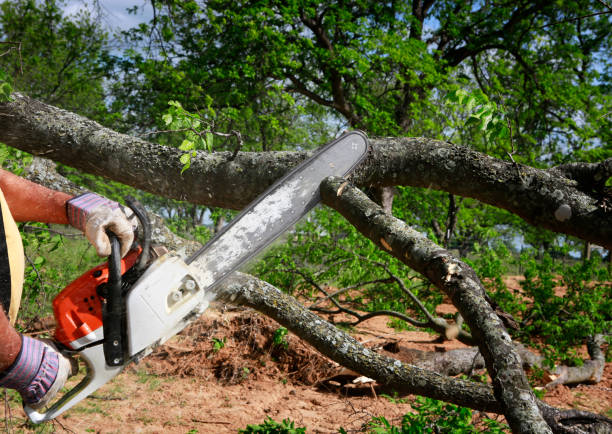 Best Hazardous Tree Removal  in Forest Park, OH